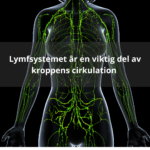 2de527a-db85-b282-3736-165362e22fe_Lymfsystemet_a_r_en_viktig_del_av_kroppens_cirkulation